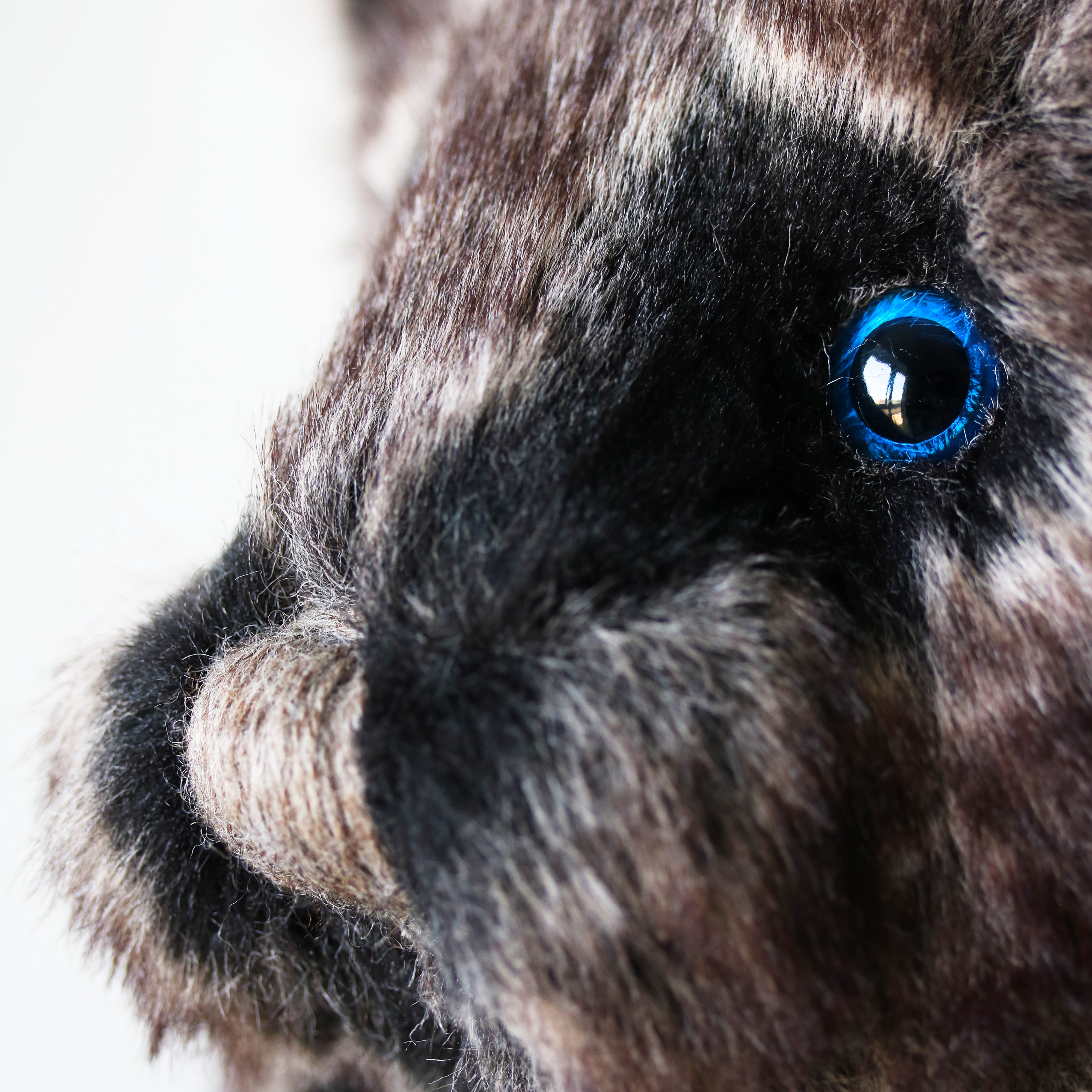 Wolfie